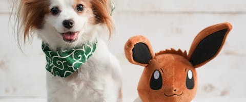 120 Dog Pokemon Names TrustedHousesitters